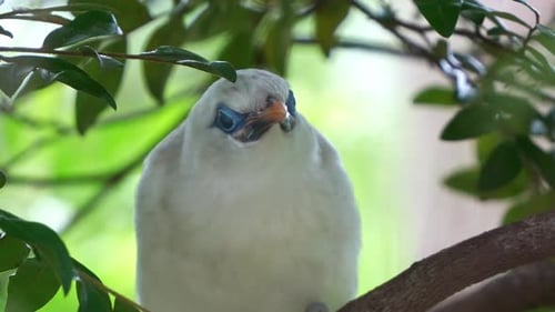 Close up shot of critically endangered bird species, Bali myna, leucopsar rothschildi, perched on tr