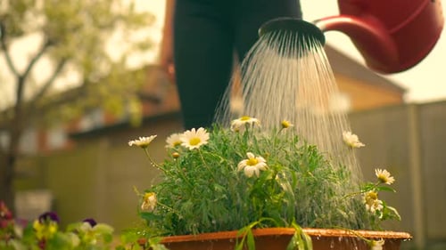 Watering Daisies in the Garden with Red Watering Can
