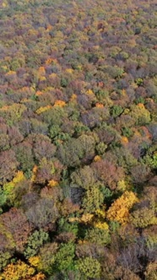 Autumn forest aerial drone view. Vertical video