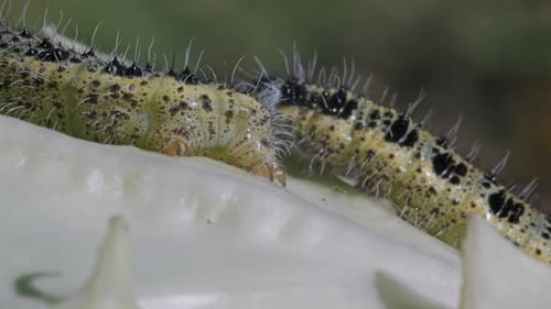 Caterpillars Munching on a Green Leaf