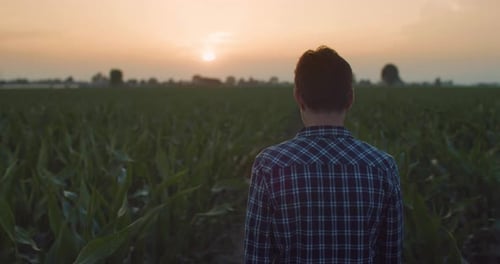 Slow Motion Back View Of a Man Walking Peacefully in a Corn Field During Sunset. Middle Aged F