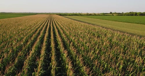Aerial shot of corn maize green field at agricultural farm.