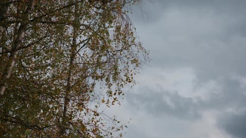 Autumn Tree Branches Swaying in the Wind