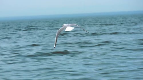 Serene seagull soaring over calm morning ocean.