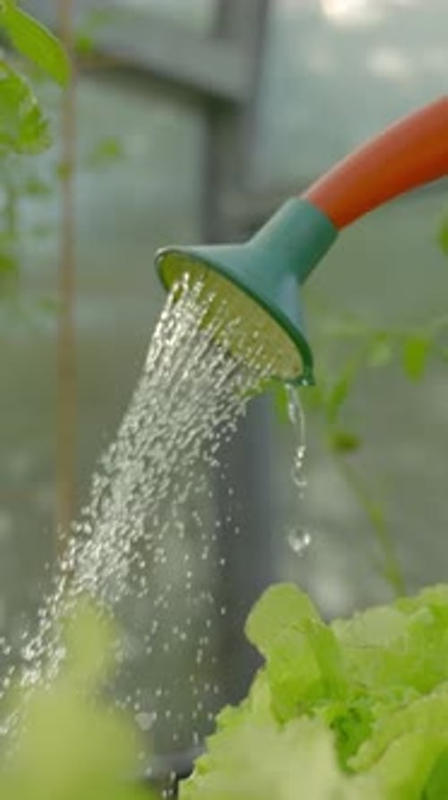 Vertical of Gardener Works in Greenhouse Taking Care of Vegetables