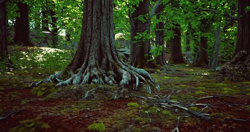 Exploring the Lush Forest with Vibrant Trees and Rich Greenery During Daytime