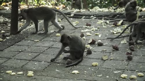 Vue rapprochée en grand angle d'une famille de singes sauvages mangeant de la nourriture avec les mains depuis le sol