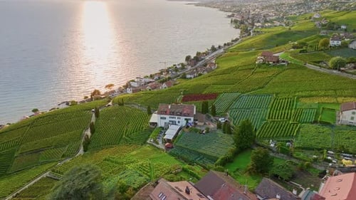 Aerial Drone View of Scenic Vineyard at Sunset Overlooking a Serene Lake