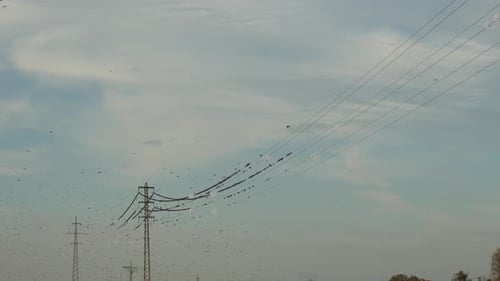 Flock of Birds Perched on a Power Line
