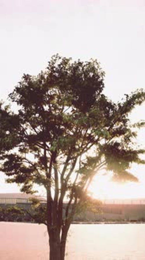 Sunset Glow Behind a Silhouetted Tree By the Water