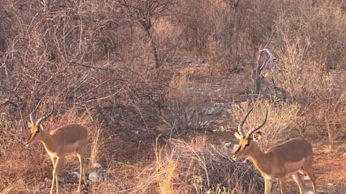 Two Impala Grazing in the African Bush