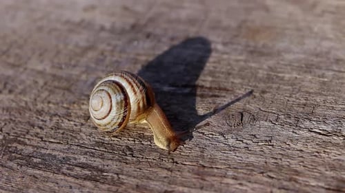 Close up of a striped snail crawling on a wooden board