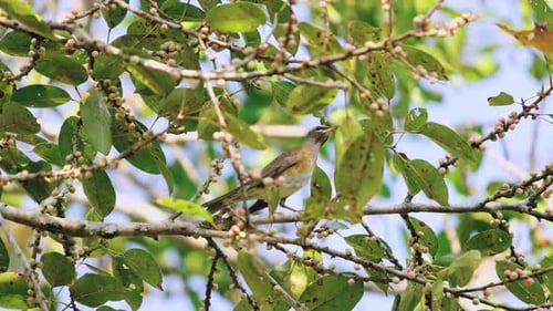 A Charming Bird Basks on a Sundrenched Branch Its Feathers Aglow Amid