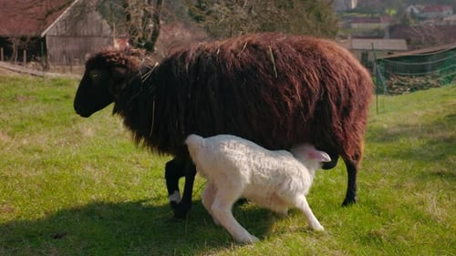 Sheep With Lambs In Countryside Farm - Close Up