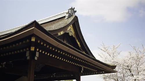 Springtime brings vibrant cherry blossoms to life beside Fushimi Inari ancient shrine in Kyoto, Japa
