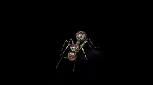 Zombie Ant Eat Front