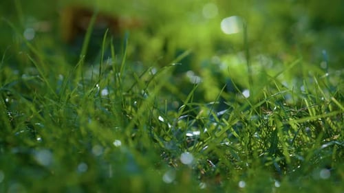Morgentau auf grünem Gras