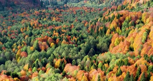 magnificent autumn forest