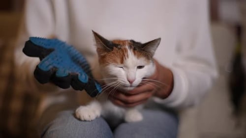 Person Grooming Calico Cat with Glove Indoors