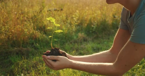 Young Woman Kneels in Grassy Field Holding Small Sapling with Care in Warm Sunlight