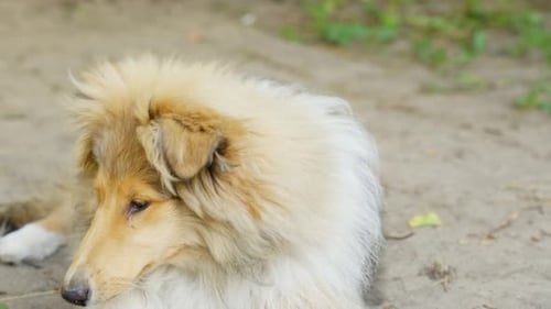 Beautiful rough collie on ground in close up