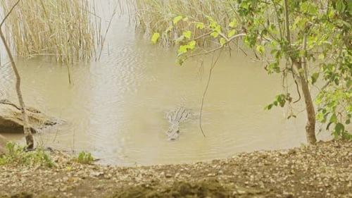 A large brown crocodile looks from water to water. Wild animal in nature by the lake. Inconspicuous