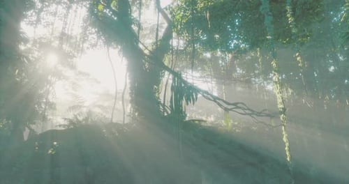 Sunlight Filters Through Dense Jungle Foliage in a Tranquil Forest Setting