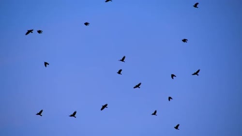 Flock of birds soaring against a clear blue sky