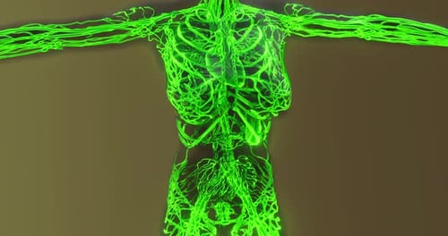 Futuristic Glowing 3D Lymphatic System Medical Animation