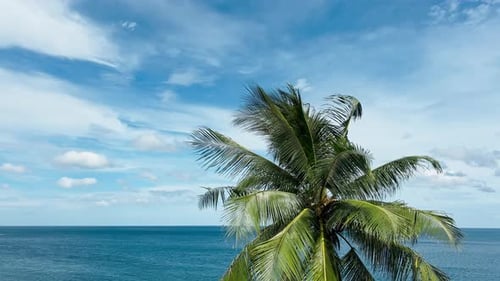 Sea View Through the Swimming Pool and the Coconut Palm Tree in Clear Sunny Weather the Coast of