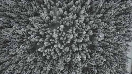 Snow Falling On Dense Forest Of Pine Trees In Winter In Idaho, USA. - aerial shot