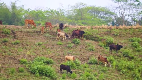 Herd of cattle grazing and foraging on riverbank agricultural hillside, Bangladesh