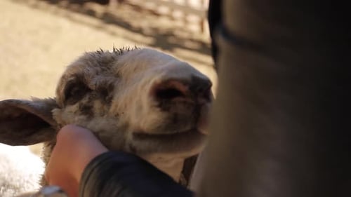 Woman Pets Sheep on Farm