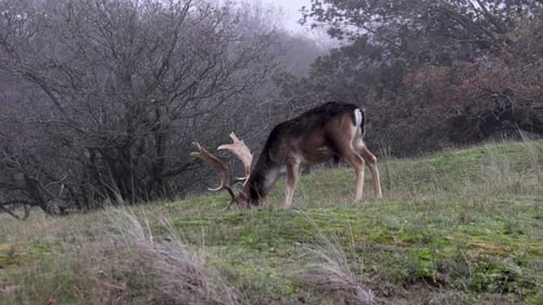 Schöne Hirsche mit großen Hörnern laufen im Wald, Park. Hirsche fressen Gras. Wunderschöner nebliger Morgen
.