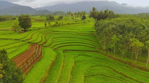 beautiful morning view indonesia panorama landscape paddy fields with beauty color and sky natural