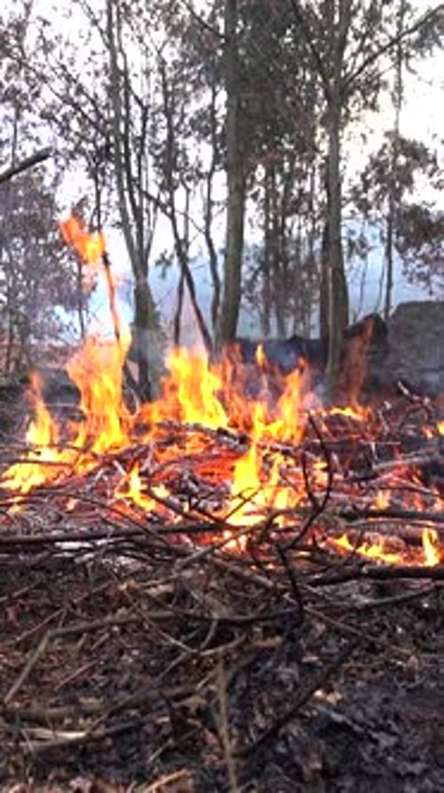 Vertikales Video eines Waldbrandes