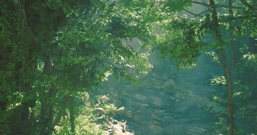 Bright Sunlight Filters Through Lush Green Leaves in a Tranquil Forest