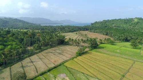 Aerial View of Green Rice Plantation Field Palawan Philippines