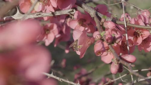 Bee Collecting Pollen from Pink Spring Blossoms