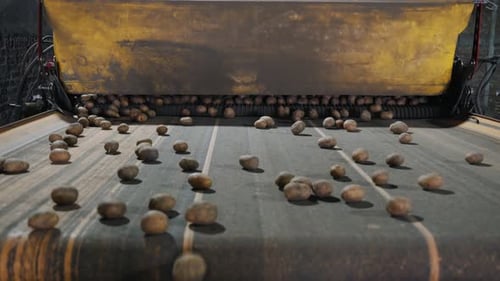 Un montón de patatas frescas en la máquina en el interior. Concepción de la temporada agrícola.