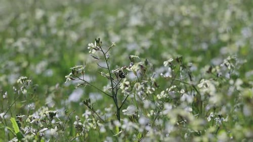 Les bourdons pollinisent les fleurs au printemps
