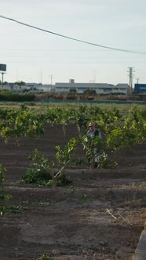 Canal de água próximo à plantação de laranjeiras em Valência, Espanha, agricultor podando as árvores