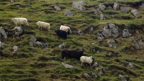 Sheep in Iceland Animal Herd Walking in Pure and Untouched Landscape Icelandic Countryside