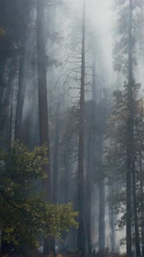 Exploring the Stunning Landscapes of Yosemite National Park A Hikers Ultimate Dream Adventure