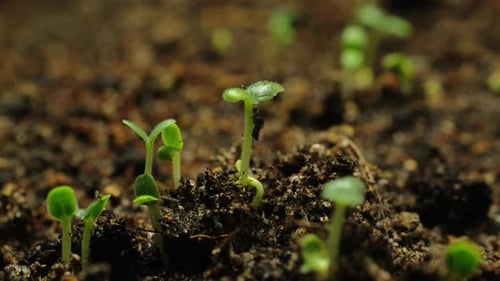 Time Lapse of Green Sprouts Growing from Soil