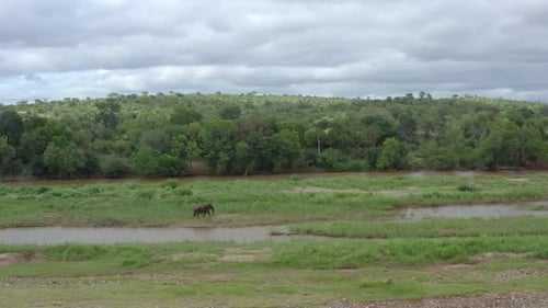 African Elephant Walking In Savannah, South Africa - Wide Shot