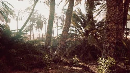 The Palms Oasis Trail is One of Many Popular Hikes in National Park