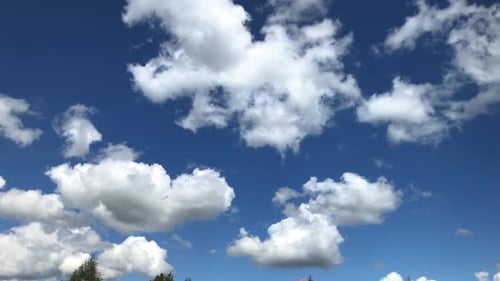 Cumulus clouds moving in the blue sky above treetops. Time Lapse.