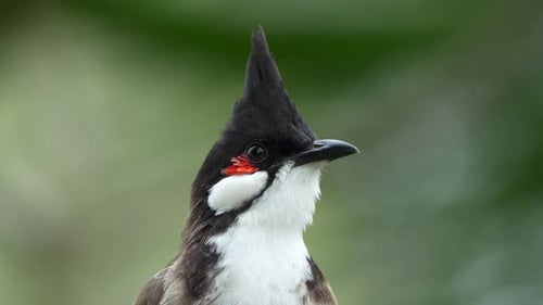Süßer Bulbul mit rotem Schnurrbart, Pycnonotus jocosus, der in seinem natürlichen Lebensraum auf einem Ast thront, neugierig