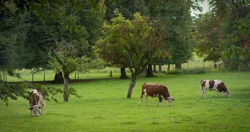 Cows Grazing in Green Rural Pasture